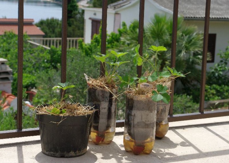 Zasadite pravi vrt na balkonu