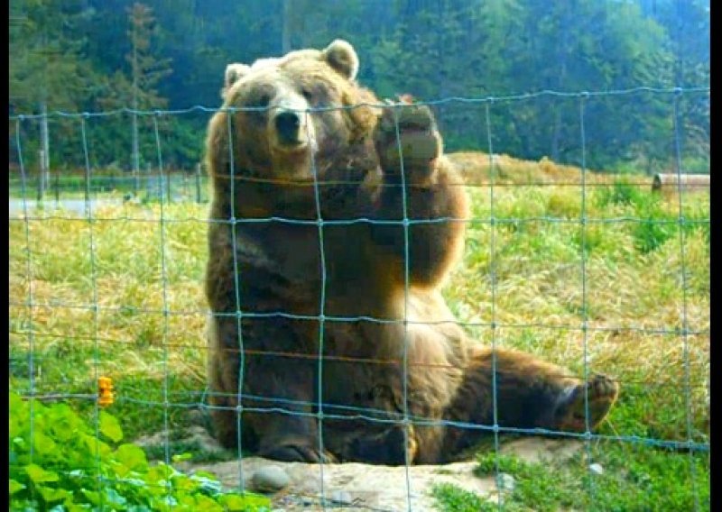 Pogledajte mrkog medu koji uživa mahati prolaznicima