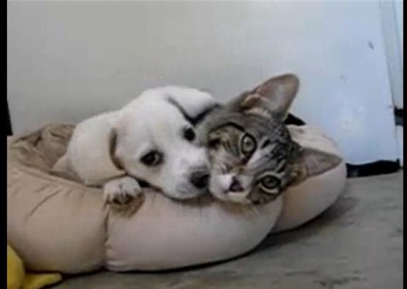 Preslatki psić i mačić podijelili krevetić