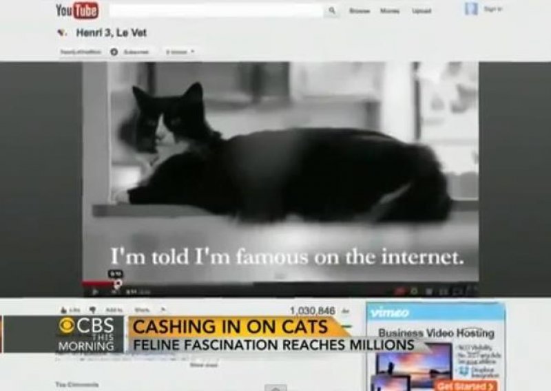 Online mačke vlasnicima donose sjajnu zaradu
