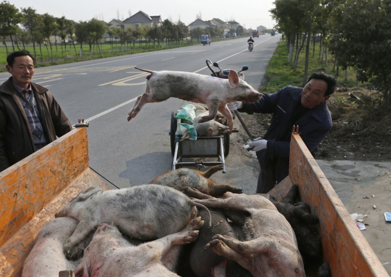Više od 13.000 uginulih svinja izvađeno iz rijeke Huangpu