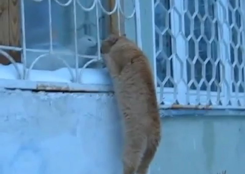Mačak skakao u prozor da bi vidio curu