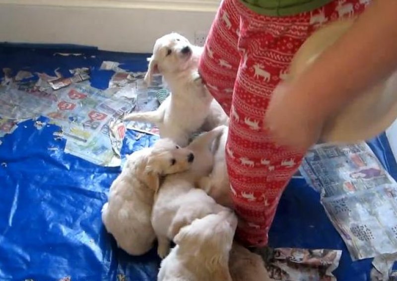 Sedam slatkih štenaca navalilo na neobične papuče