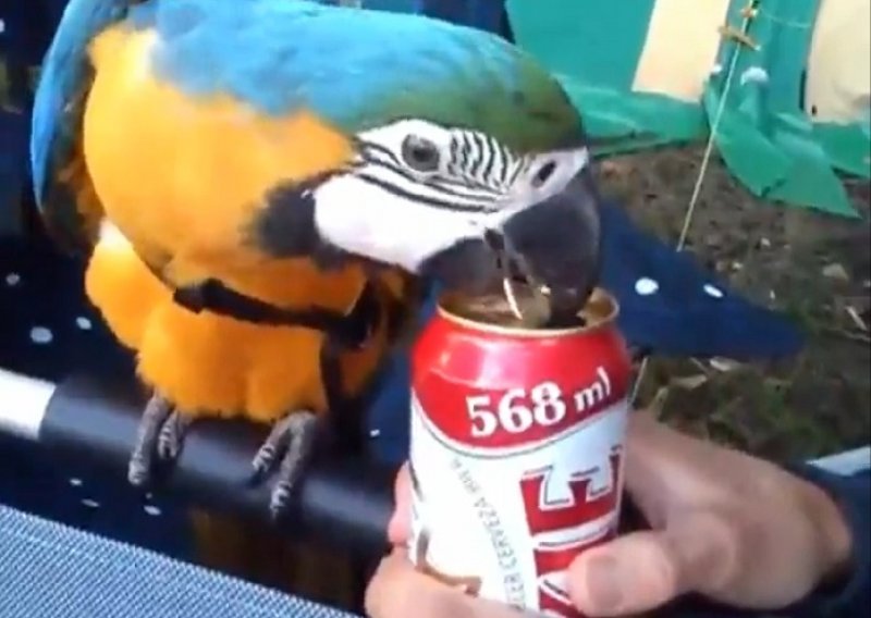 Ova papiga zna kako se otvara pivo