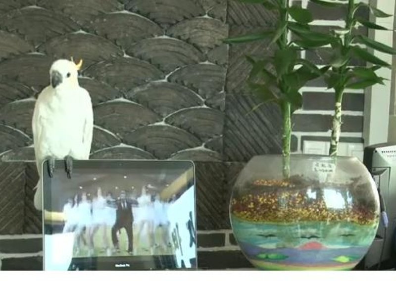Nevjerojatna papiga pjeva 'Gangnam Style'