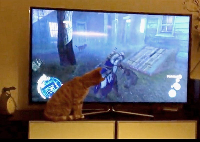 I maca se navukla na videoigre