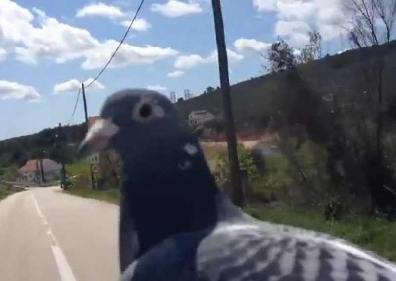 Otočki golub obožava se voziti na motoru