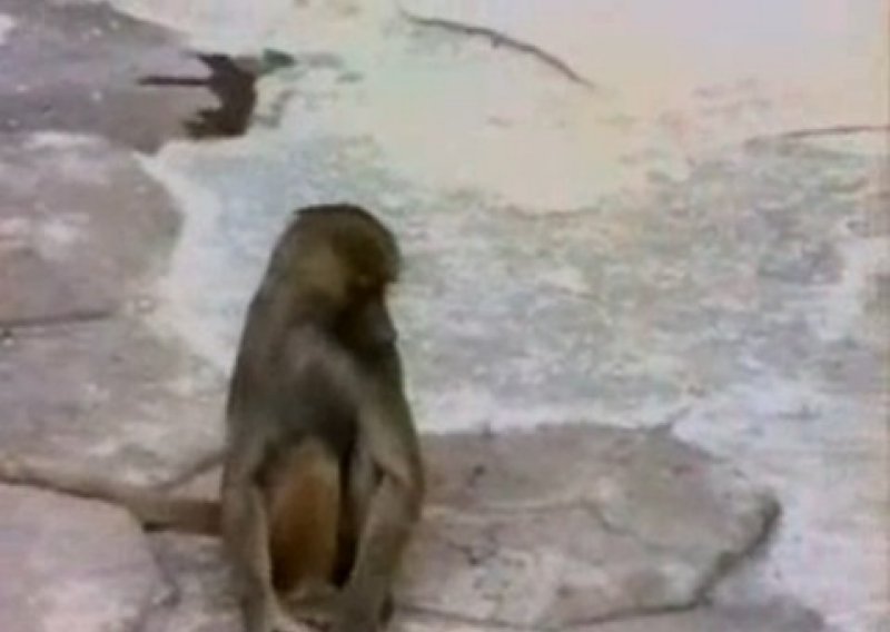 Majmun se luđački prepao samog sebe