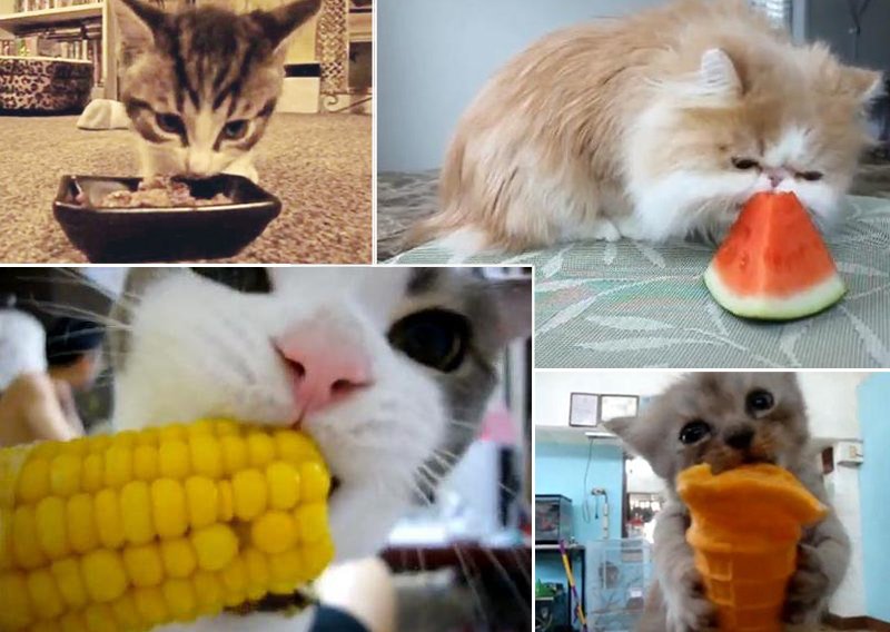 Nećete vjerovati što ove mačke vole jesti!