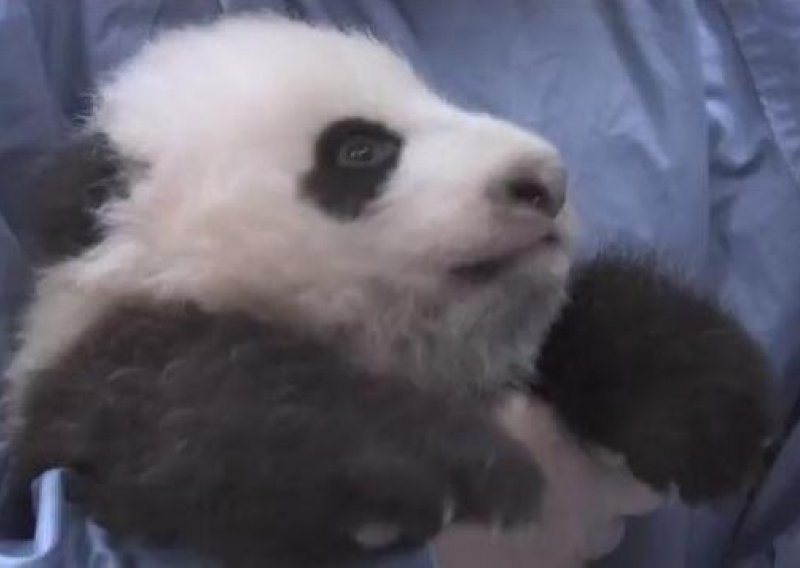 Slatka panda napravila svoje prve korake