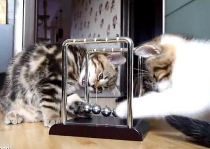 Slatki mačići se upoznaju s fizikom