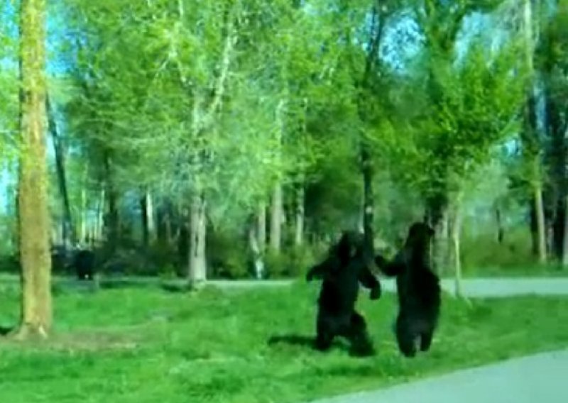 Trapavi medo ne zna se ni potući