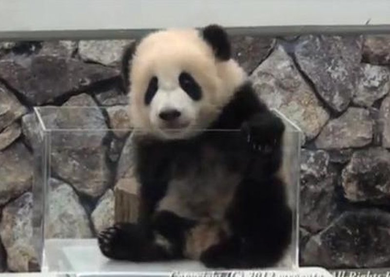 Slatka beba panda skoro pala sa stola