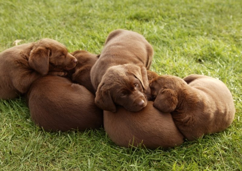 Pogledajte osam najslađih usnulih pasa