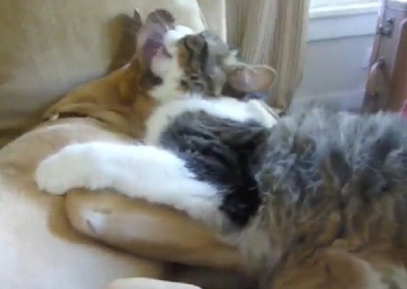Ovako izgleda kad se pas i mačka ludo vole