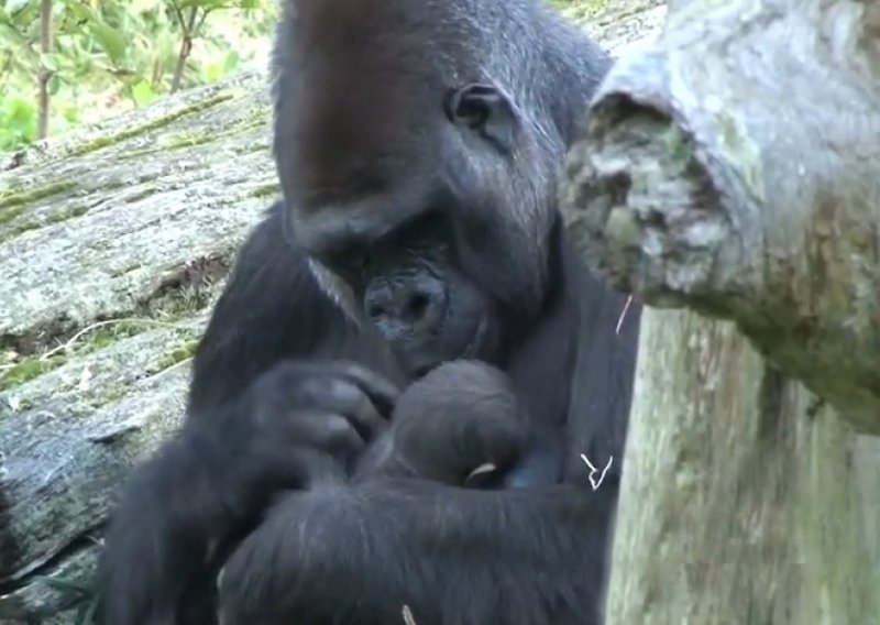 Gorila brižno mazi i ljubi svoje novorođenče