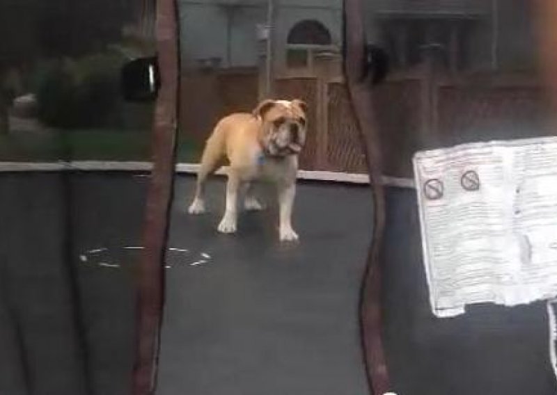 Upoznajte psa koji obožava trampolin
