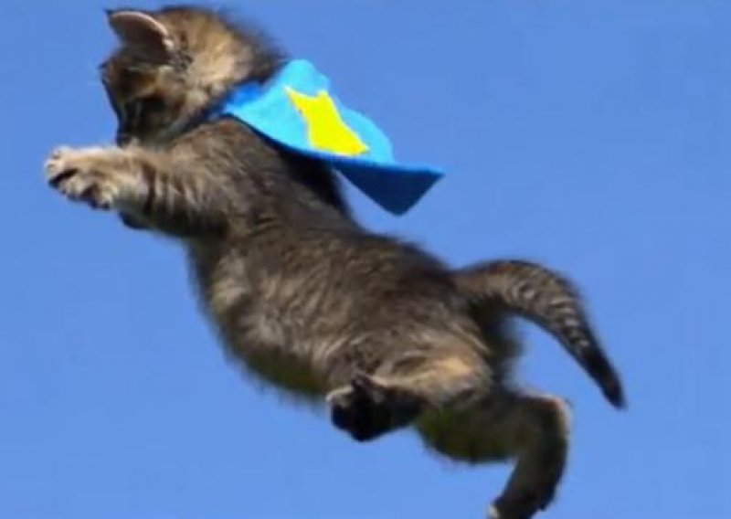 Može li išta više uljepšati vikend od letećih mačića?