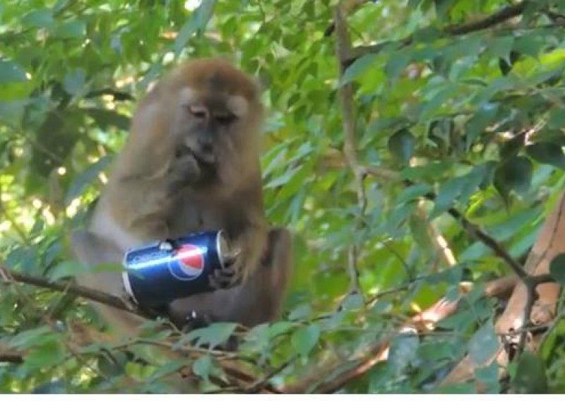 Smiješni majmun stvarno uživa u Pepsiju