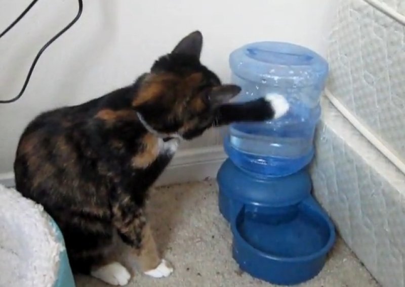 Mačka pokušava shvatiti kako do vode