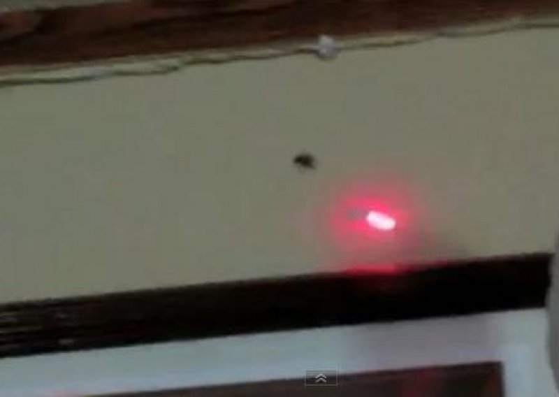 Pauk trči za laserskim svjetlom kao pas