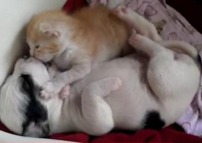 Evo kako izgleda zagrljaj mačića i psa