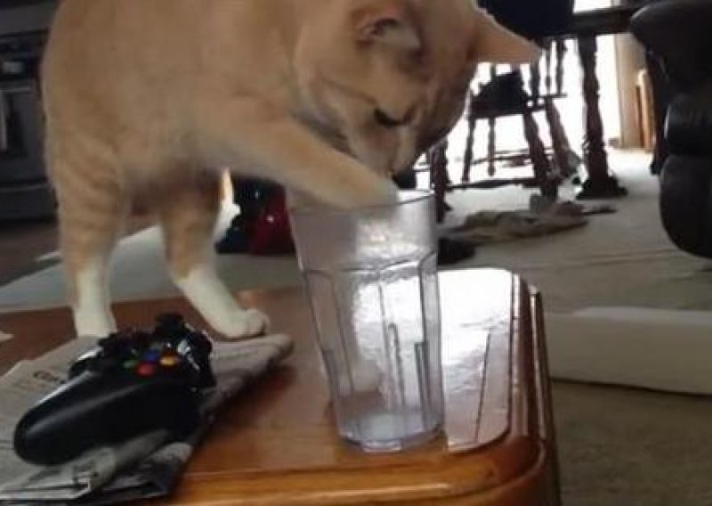 Evo kako pametna mačka dolazi do mlijeka