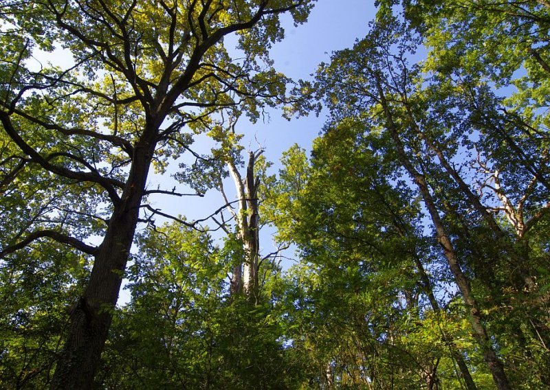 Ministar odobrio sječu šuma, pa ostao bez stabala na svome imanju