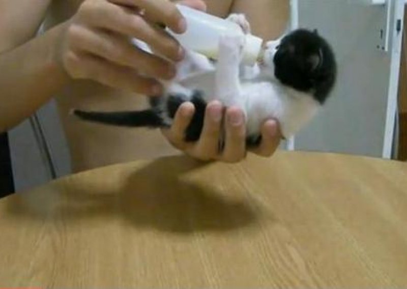 Mačić podivljao za bočicom mlijeka