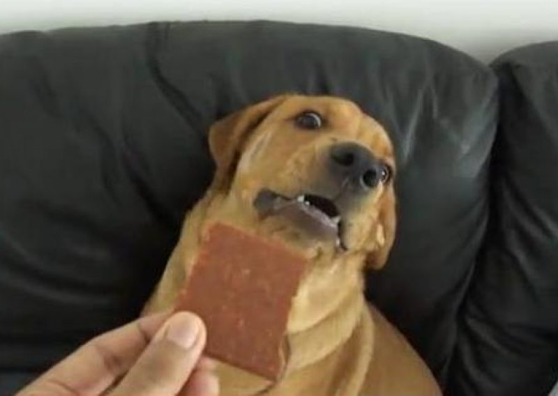 Možete li vjerovati da se ovaj pas plaši sušenog mesa?