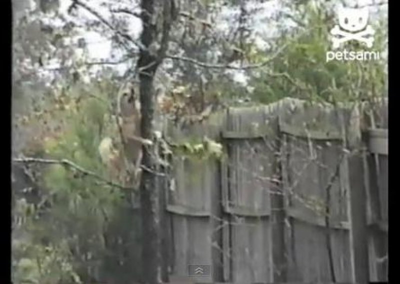 Ovaj psić se zna penjati na stablo kao vjeverica