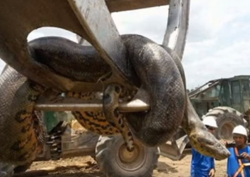Divovska anakonda u Brazilu: Je li ovo najveća poznata zmija?