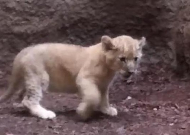 Pogledajte prekrasne laviće u Zagrebačkom ZOO-u