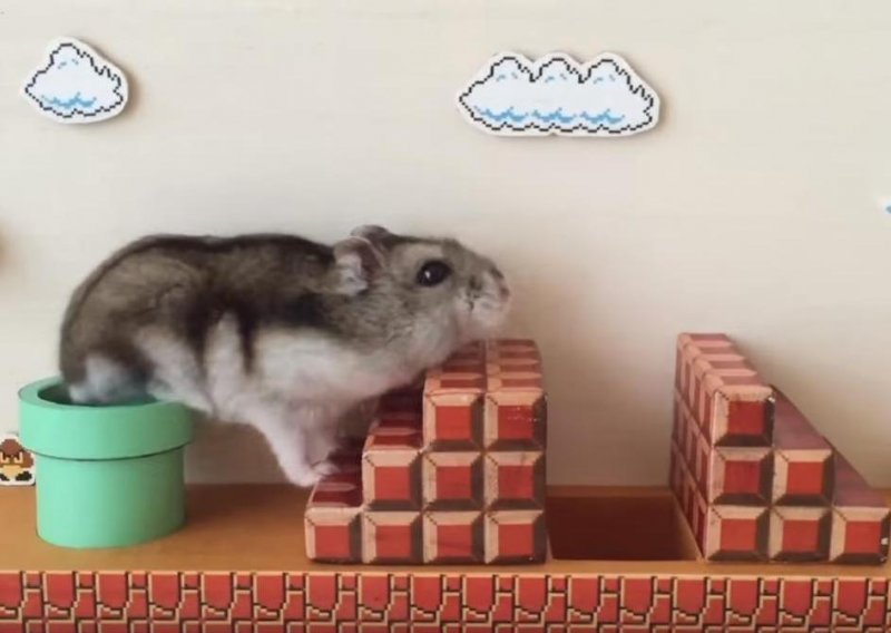 Slatki hrčak prešao 'Super Mario Bros' poligon