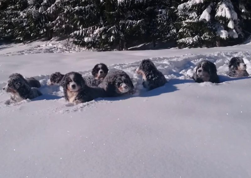 Bernski planinski štenci uživaju u svom elementu