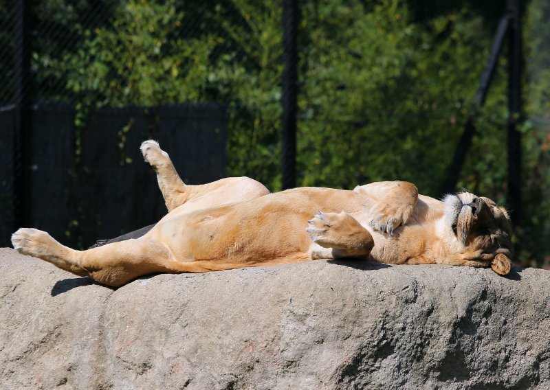 Pogledajte modernizirani zagrebački ZOO