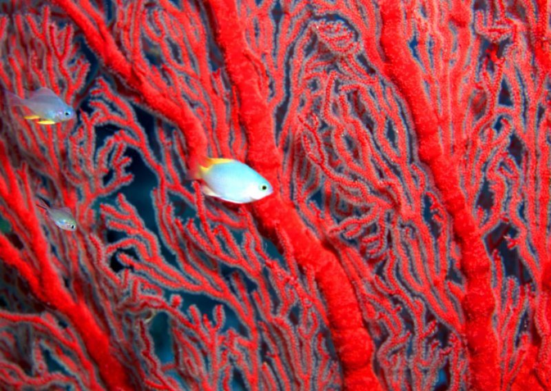 Pljačkaši koralja opustošili jadransko dno