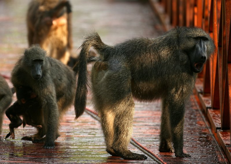 Agresivni majmuni prijete navijačima