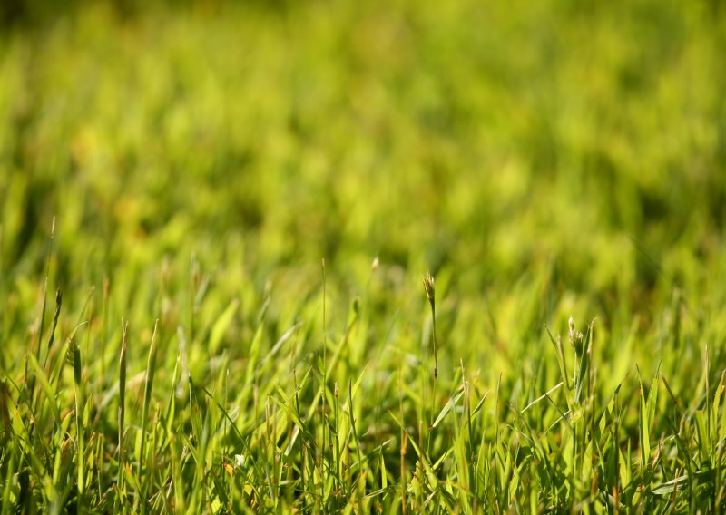 Miris pokošene trave za bolje pamćenje i borbu protiv stresa
