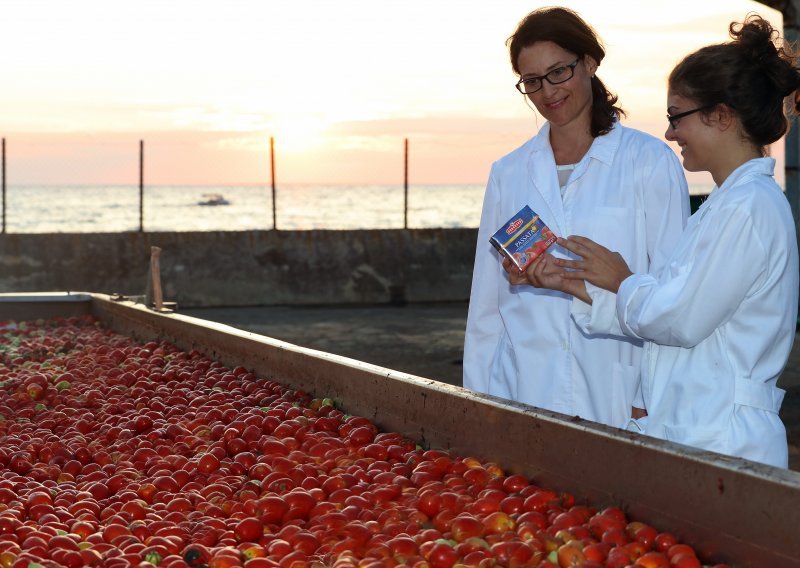 Podravka ostvarila rekordni otkup rajčice prve klase