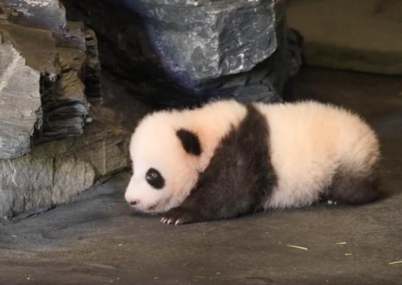 Beba panda napravila svoje prve korake