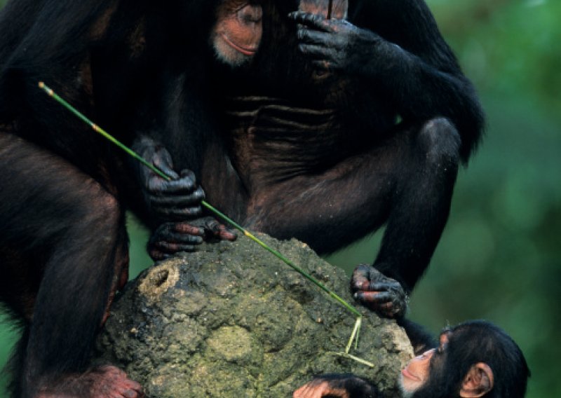 Čimpanze poklonima dolaze do seksa