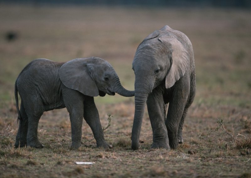 Homoseksualni slon u zoološkom vrtu naljutio poljskog političara