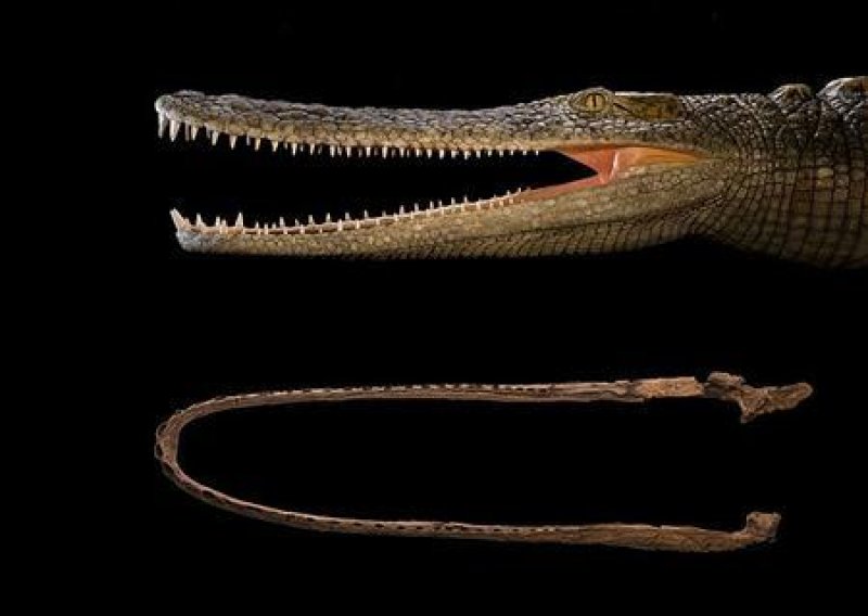 Otkriveni pametni 6-metarski krokodili