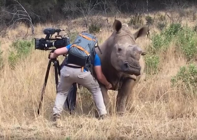 Čak su i nosorozi samo velike maze