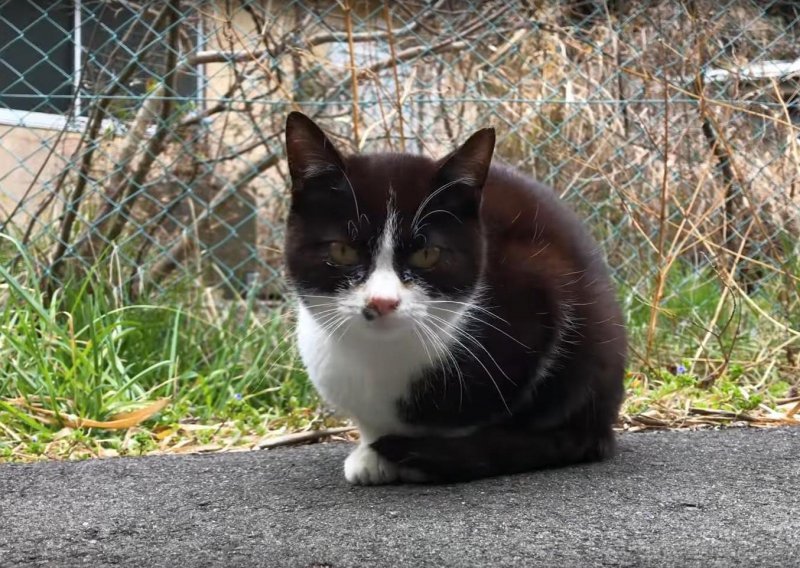 Pokazali smo vam Otok zečeva, no jeste li čuli za Otok mačaka?