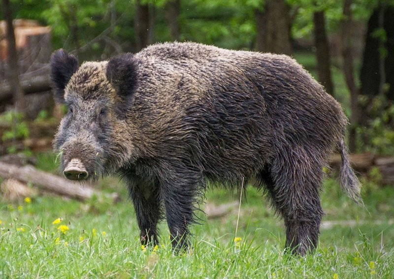 Divlja svinja ušetala u dječji vrtić u Crikvenici