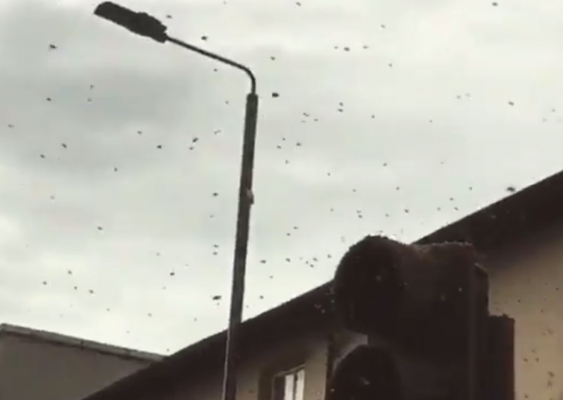 [VIDEO] Pogledajte kako je roj pčela paralizirao promet u Londonu
