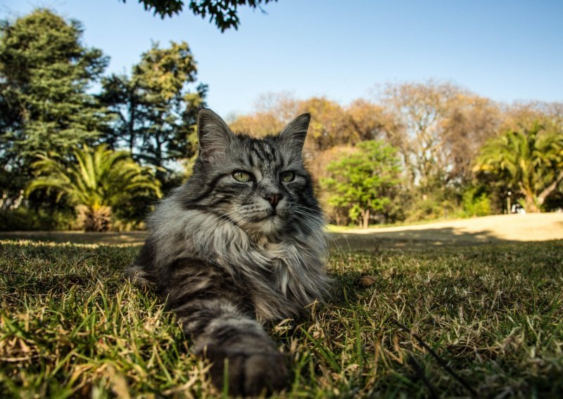 Zašto bi maine coon mogla biti prava mačka za vas