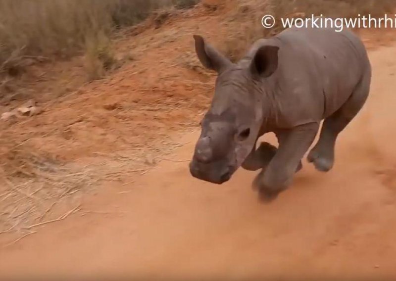 Prekrasni nosorog odlično je dresiran